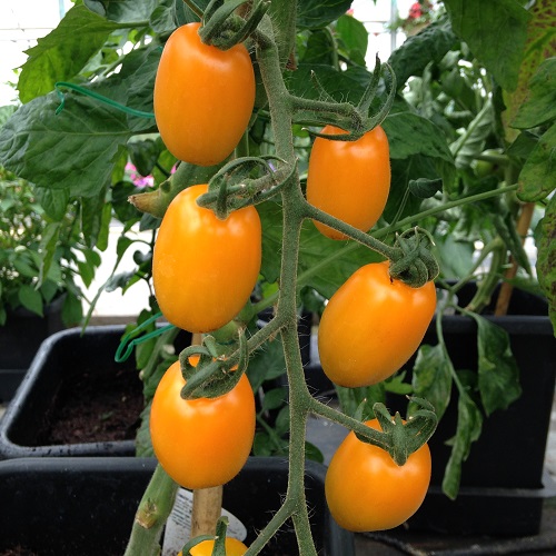 Tomato Orange Beauty